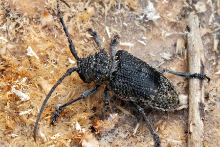 Die vyeboom boorinsek in sy kewer-stadium